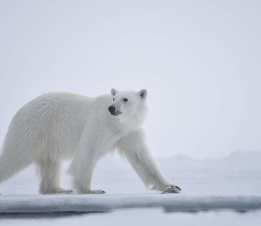 “Our Planet”: It’s Time to Step Up Our Game