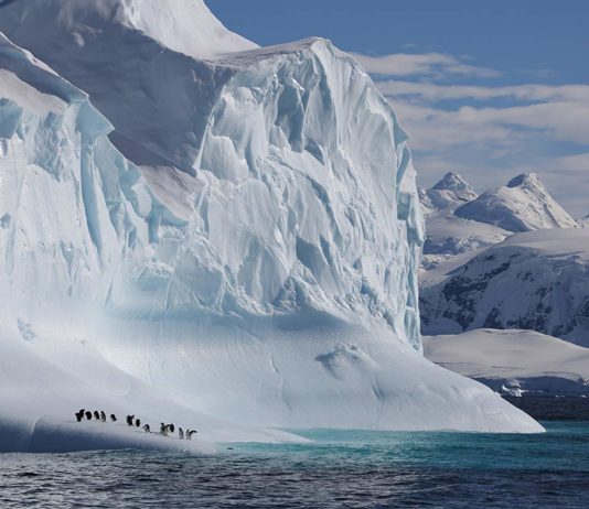 One Scene in “Our Planet” is Pulling the Heartstrings of Viewers